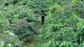 Tiny forests are a global sensation. Here's why they're so inspiring