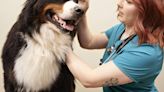 Upholding their Oath: Veterinarians Balance Purpose with Practicality