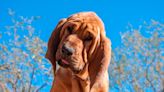 Video of K9 Bloodhound Getting His Deputy Headshot Just Made Our Day