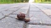 Which Animals Like Cities Most? Slugs And Snails Top The List.