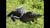 ‘I just got bit by a gator.’ Florida teenager attacked while swimming in the creek