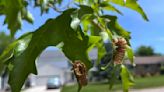 Cicada contests, events seek to celebrate and educate