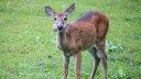 9 Deer Diseases Every Hunter Should Know