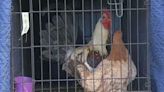 Dozens of roosters allegedly shot to death by deputies and animal control