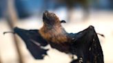 Bat coronaviruses silently infect tens of thousands of people each year, posing pandemic risk, study warns