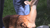 Experts reminding people to not approach lonely fawns
