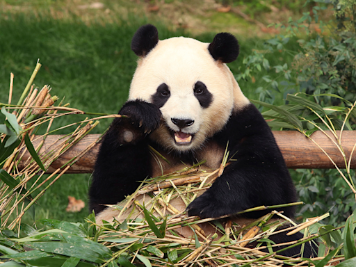 San Francisco Zoo to receive giant pandas from China, Mayor Breed announces