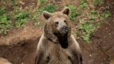 Italian officials detained the wrong bear for killing a jogger in the woods, says animal rights group