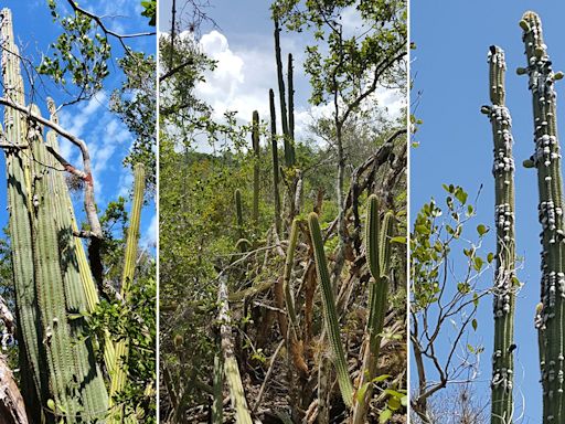 Key Largo tree cactus no longer exists in US: 'My eyes bugged out'