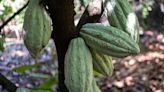 Éxodo de operadores tras caída histórica del cacao genera fuertes oscilaciones