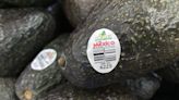 Assault on US avocado inspectors in Mexican state led to suspension of inspections - WTOP News