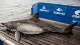 Un gran tiburón blanco de más de 500 kg nada frente a la costa de Carolina del Sur
