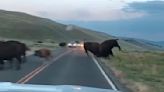 Yellowstone bison fight shows why rut should be taken seriously