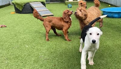 Rescue centre takes in 400 dogs in one month
