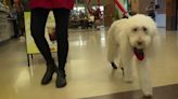 Beloved therapy dog who cheered up Sparrow patients, staff dies at 14