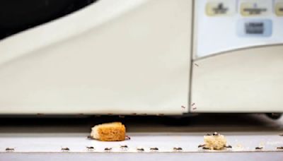 10 trucos naturales para alejar a las hormigas de tu cocina