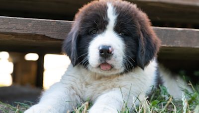 Newfoundland Puppy Gets All Emotional When His Favorite Toy Stops Singing to Him