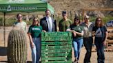 How these groups are rescuing saguaro cactuses and restoring a wildfire burn scar