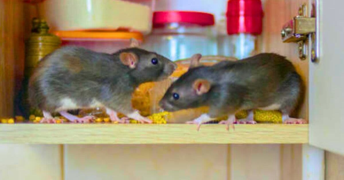 Get rid of rats before they become an infestation with three effective methods