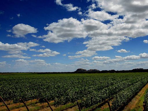 Opinião - Tinto ou Branco: Os melhores vinhos de todos os tempos