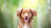 Tolling Retriever With a Case of the Zoomies Is Making Everybody Want a Nap