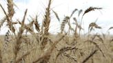 Australian trial of gene-edited wheat aims for 10% bigger yields