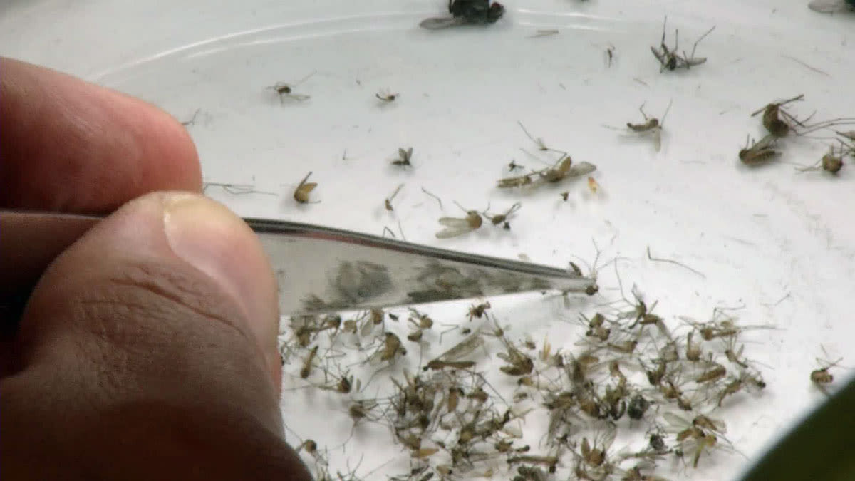 EEE found in mosquitoes in Connecticut for first time this season