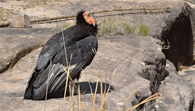 4 endangered California condors will be released into the wild