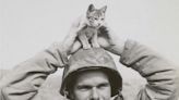 Cats once served as vital members of the US Navy. Old photos show these forgotten service felines.