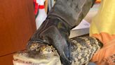 Alligator in Lubbock prompts online frenzy. Animal service explains exotic pet laws