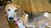 La dramática historia de Momma Mia, la perra beagle que adoptaron Harry y Meghan para su casa en California