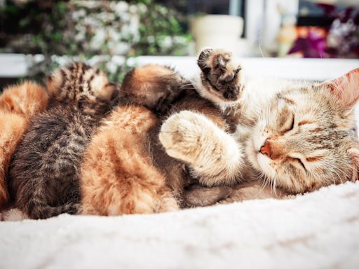 Cat 'Stealing' Kittens From Sister To Add to Own Litter Is So Heartwarming