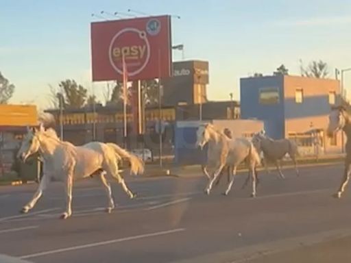 Recapturaron a todos los caballos que galoparon por la Panamericana y sorprendieron a los automovilistas