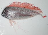 Ribbonfish