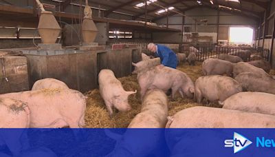 Pig farmers call for tighter checks on EU meat amid surge in African Swine Fever