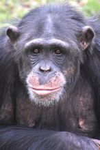 Chapped Lips: Chimps Get Them Too! - Project Chimps