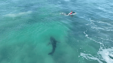 Video: Shark Cruises J-Bay Lineup, Sniffs CT Surfers