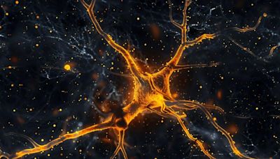 Astrocytes: The Unsung Heroes of Learning and Memory - Neuroscience News