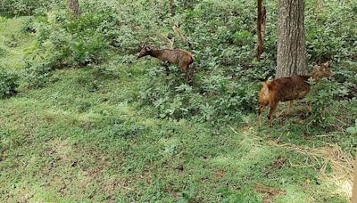 Sambar deer from Coimbatore’s closed VOC Park Zoo released into the wild