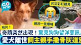 主人重回狗狗生前最愛公園撒骨灰 淚崩道別後見牠留下回應 網民：從沒離開