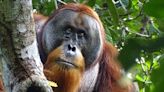 A wild orangutan used a medicinal plant to treat a wound, scientists say