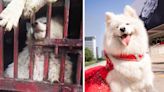 'I rescued a cute puppy from being turned into dog meat in China'