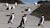 African penguins endangered by shipping noise in Algoa Bay