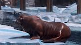 SeaWorld's newest park in Abu Dhabi has no orcas but does have a walrus mom named Smooshi. Take a look inside.