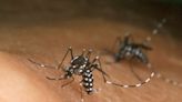 Viruses make people more attractive to mosquitoes, study finds