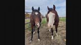 ‘The absolute worst’: Nearly 45 horses die while being trapped in burning barn