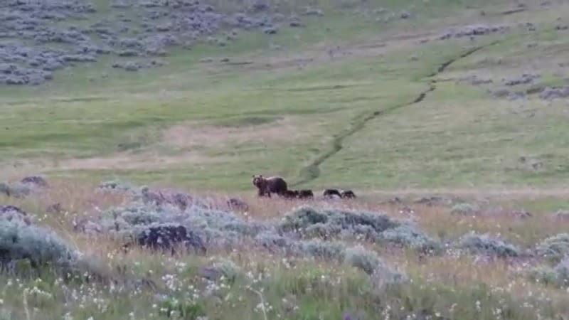 Rare video: 5 grizzly bear cubs, 1 bear mama seen in Yellowstone