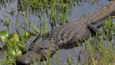 Here’s a guide to prevent rare but fatal alligator attacks in Florida