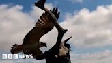 Poole Harbour osprey project sees last chick take to the skies