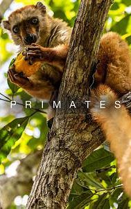 Primates